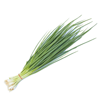 Spring Onion (Lasona) – Northern Harvest